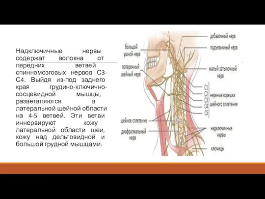 Надключичные нервы содержат волокна от передних ветвей спинномозговых нервов С3-С4. Выйдя из-под