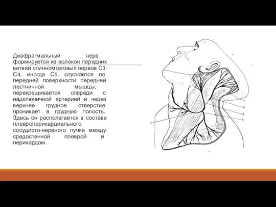 Диафрагмальный нерв формируется из волокон передних ветвей спинномозговых нервов С3-С4, иногда С5,