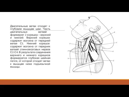 Двигательные ветви отходят к глубоким мышцам шеи. Часть двигательных ветвей формирует 2