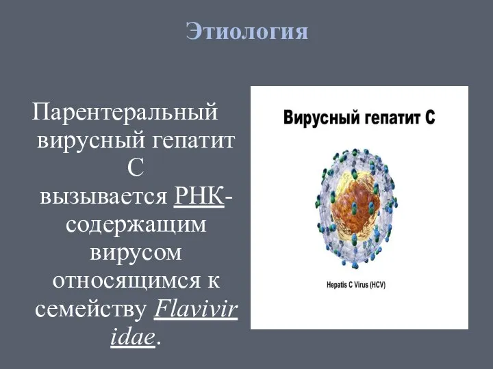 Этиология Парентеральный вирусный гепатит C вызывается РНК-содержащим вирусом относящимся к семейству Flaviviridae.