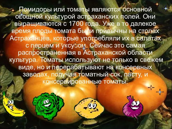 Помидоры или томаты являются основной овощной культурой астраханских полей. Они выращиваются с