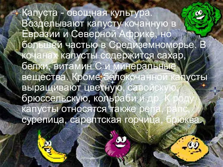 Капуста - овощная культура. Возделывают капусту кочанную в Евразии и Северной Африке,