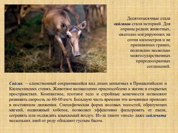 Сайгак – единственный сохранившийся вид диких копытных в Прикаспийских и Казахстанских степях.