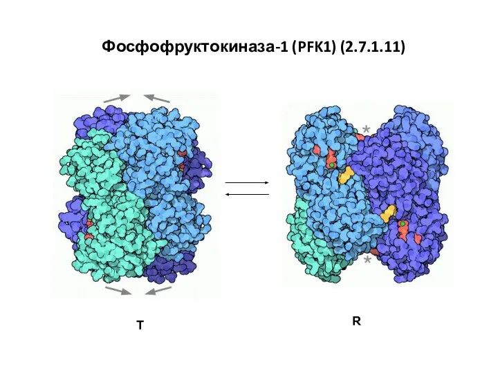 T R Фосфофруктокиназа-1 (PFK1) (2.7.1.11)