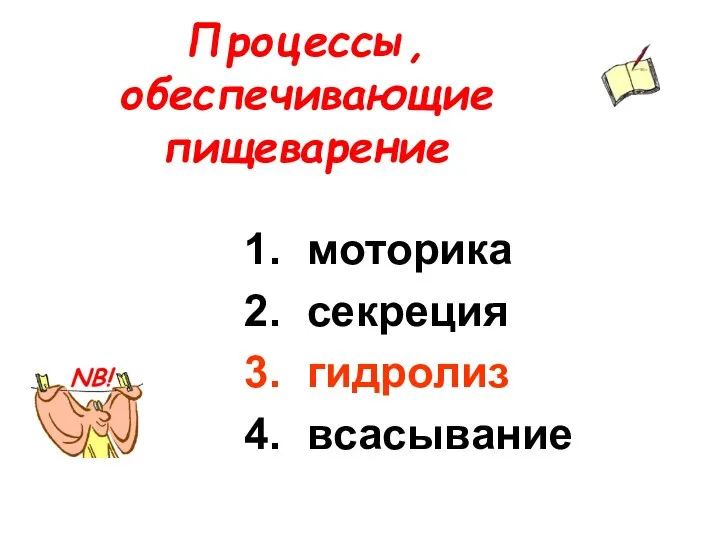 Процессы, обеспечивающие пищеварение моторика секреция гидролиз всасывание