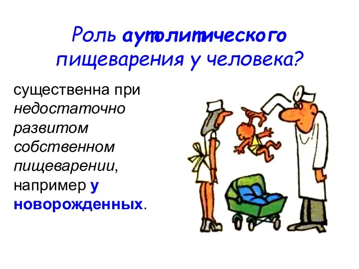 Роль аутолитического пищеварения у человека? существенна при недостаточно развитом собственном пищеварении, например у новорожденных.