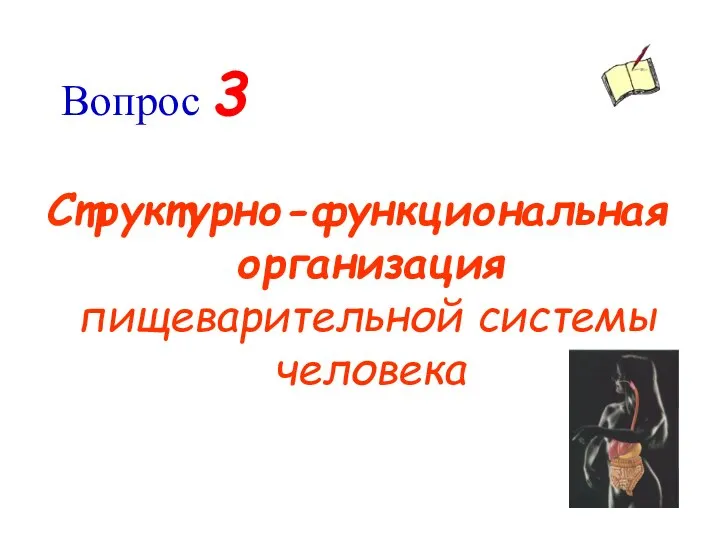 Вопрос 3 Структурно-функциональная организация пищеварительной системы человека