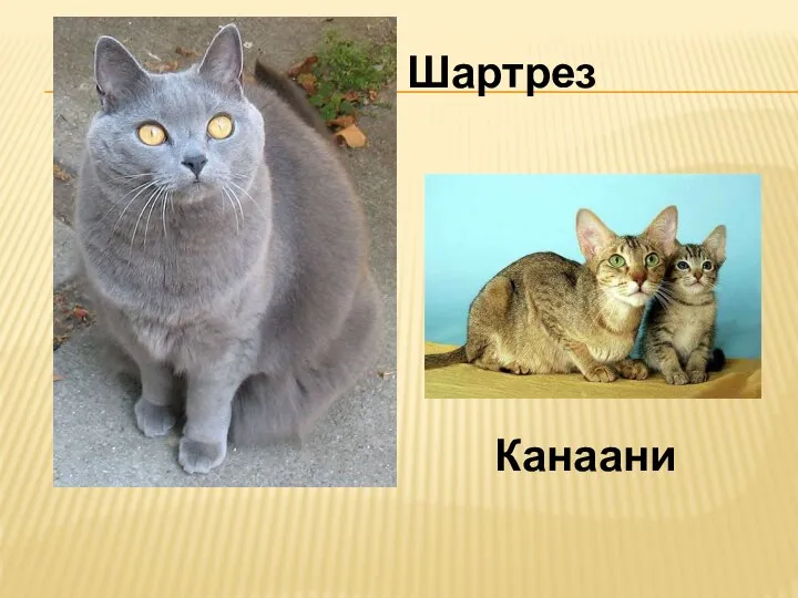 Шартрез Канаани