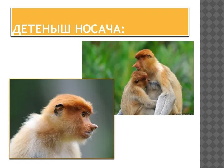 ДЕТЕНЫШ НОСАЧА: