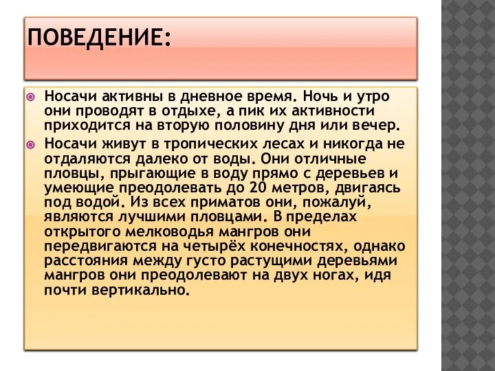 ПОВЕДЕНИЕ: Носачи активны в дневное время. Ночь и утро они проводят в