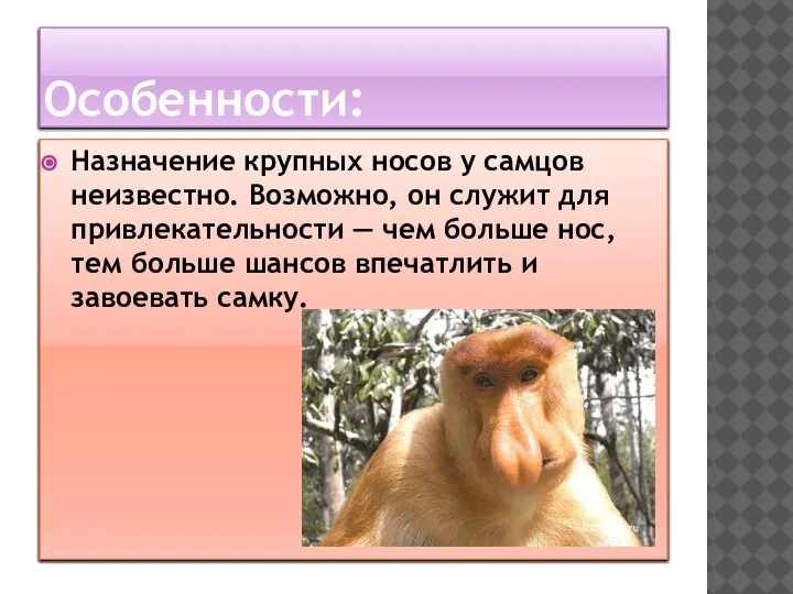 Особенности: Назначение крупных носов у самцов неизвестно. Возможно, он служит для привлекательности