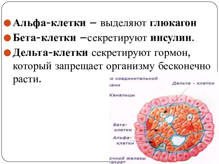 Альфа-клетки – выделяют глюкагон Бета-клетки –секретируют инсулин. Дельта-клетки секретируют гормон, который запрещает организму бесконечно расти.