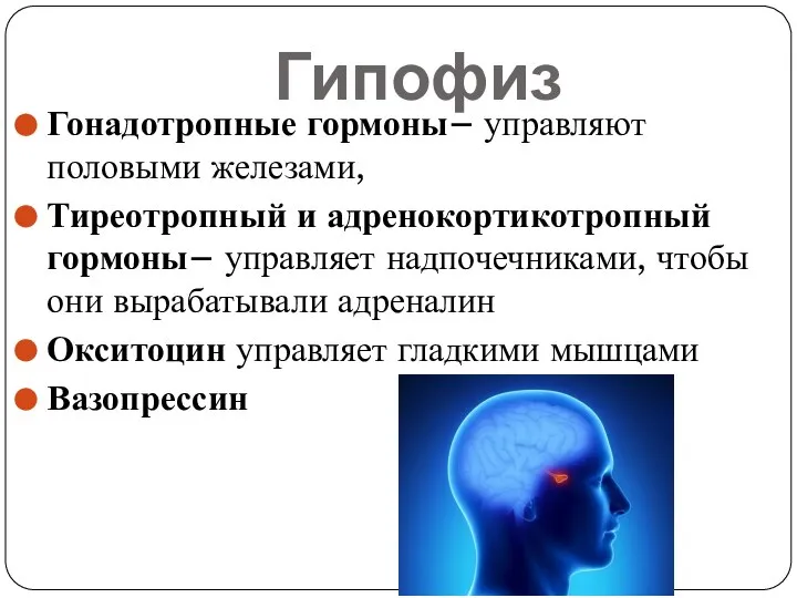 Гипофиз Гонадотропные гормоны– управляют половыми железами, Тиреотропный и адренокортикотропный гормоны– управляет надпочечниками,