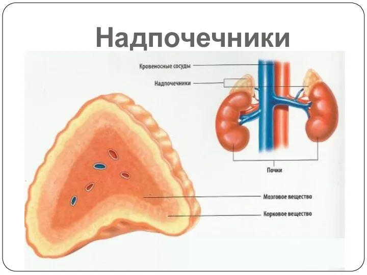 Надпочечники