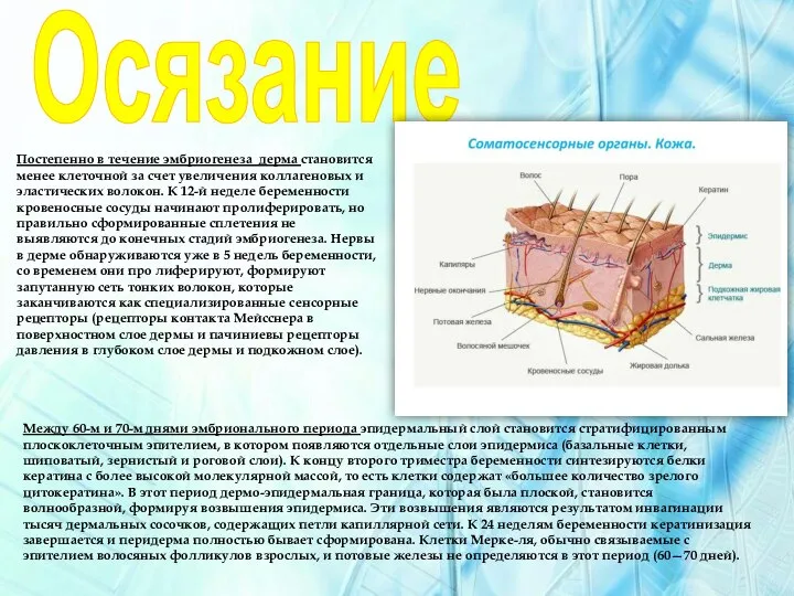 Осязание Постепенно в течение эмбриогенеза дерма становится менее клеточной за счет увеличения