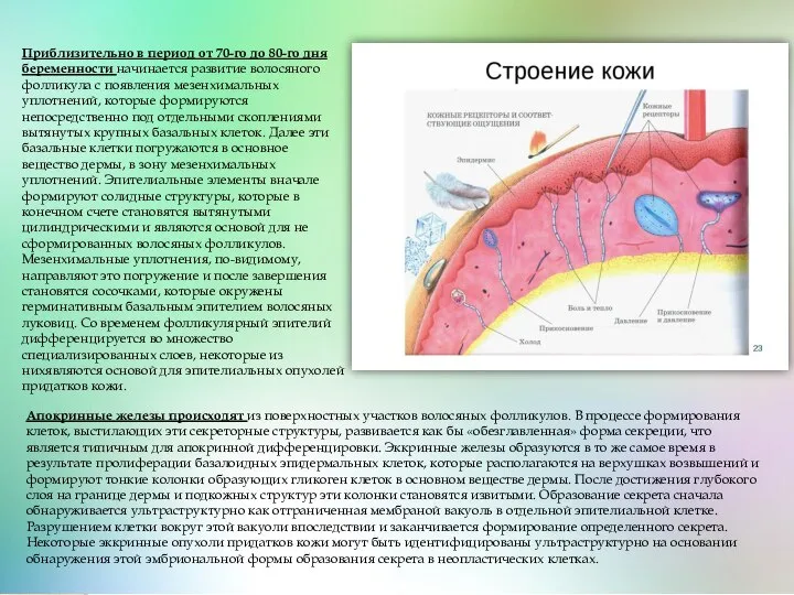 Приблизительно в период от 70-го до 80-го дня беременности начинается развитие волосяного