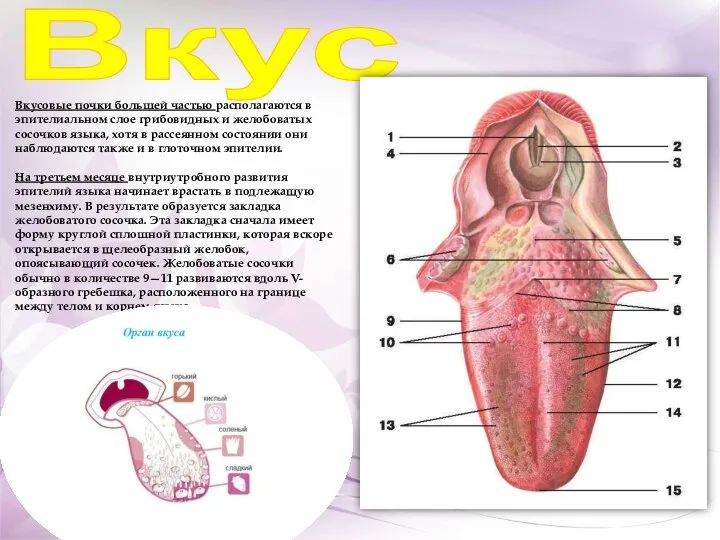 Вкус Вкусовые почки большей частью располагаются в эпителиальном слое грибовидных и желобоватых
