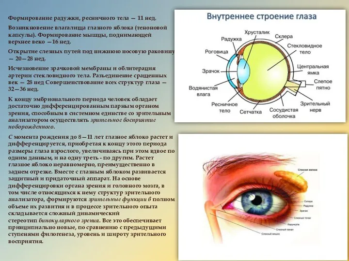 Формирование радужки, ресничного тела — 11 нед. Возникновение влагалища глазного яблока (теноновой