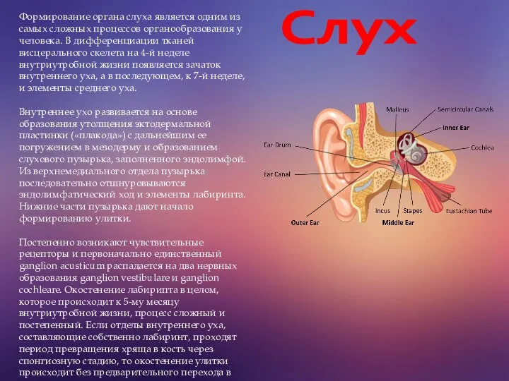 Слух Формирование органа слуха является одним из самых сложных процессов органообразования у