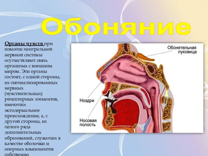 Обоняние Органы чувств при помощи центральной нервной системы осуществляют связь организма с