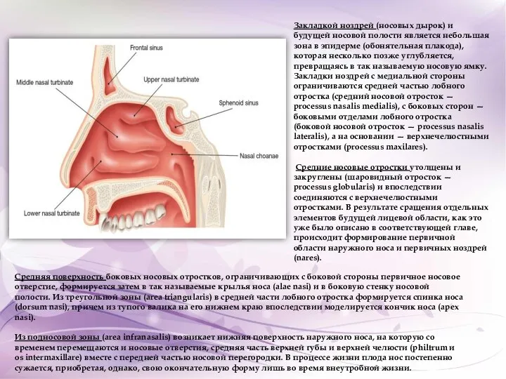 Закладкой ноздрей (носовых дырок) и будущей носовой полости является небольшая зона в