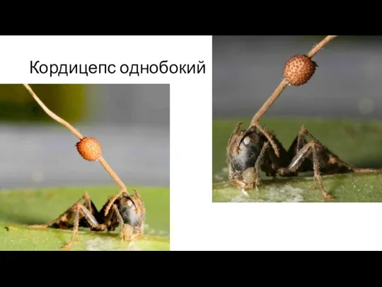 Кордицепс однобокий