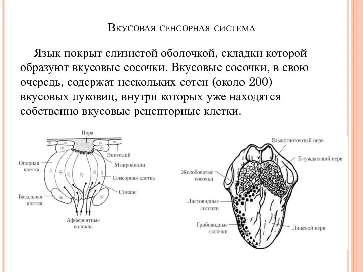 Вкусовая сенсорная система Язык покрыт слизистой оболочкой, складки которой образуют вкусовые сосочки.