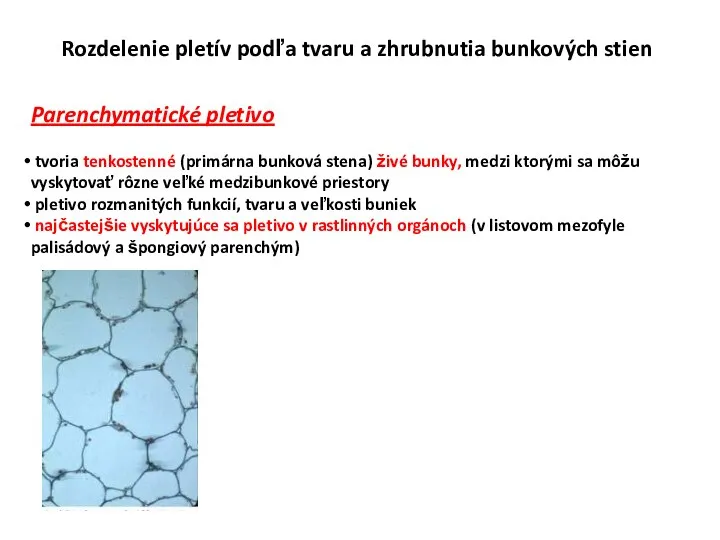 Rozdelenie pletív podľa tvaru a zhrubnutia bunkových stien Parenchymatické pletivo tvoria tenkostenné