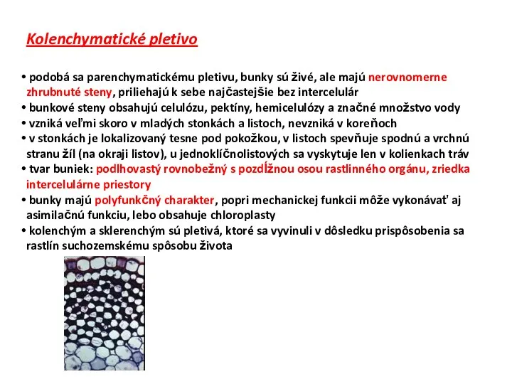 Kolenchymatické pletivo podobá sa parenchymatickému pletivu, bunky sú živé, ale majú nerovnomerne
