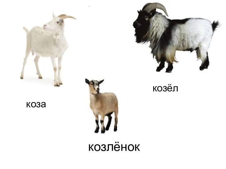 козлёнок коза козёл