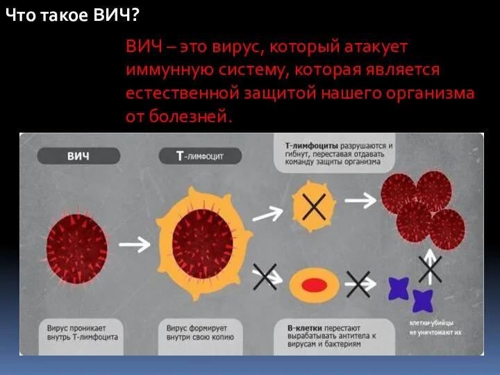 Что такое ВИЧ? ВИЧ – это вирус, который атакует иммунную систему, которая