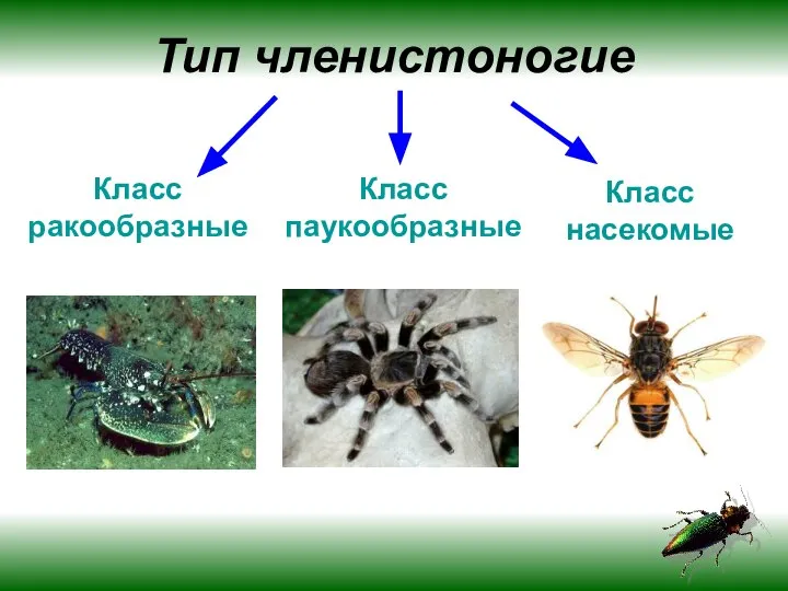 Тип членистоногие Класс ракообразные Класс паукообразные Класс насекомые