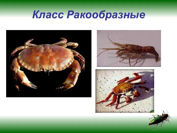 Класс Ракообразные