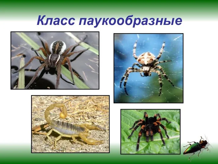 Класс паукообразные