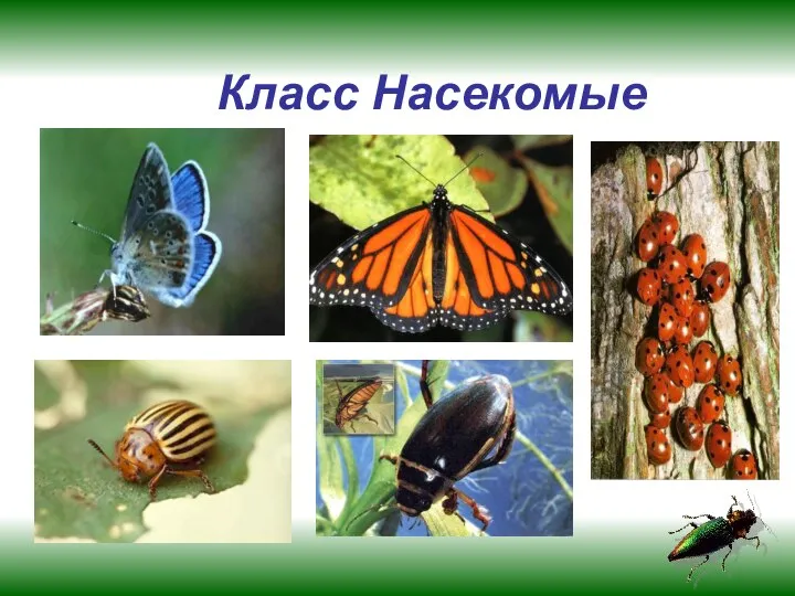 Класс Насекомые