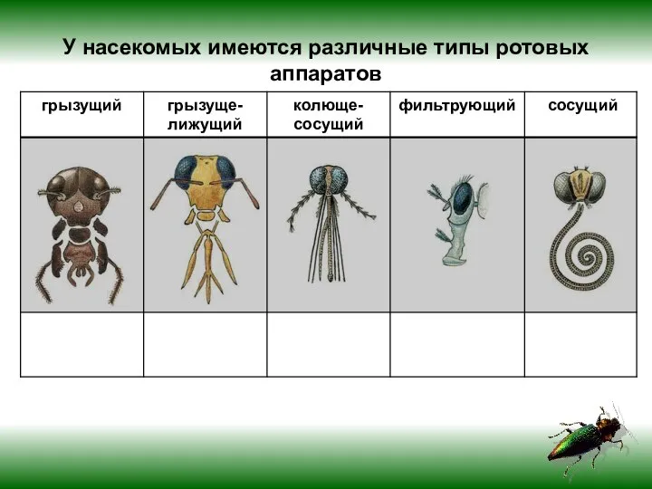 У насекомых имеются различные типы ротовых аппаратов
