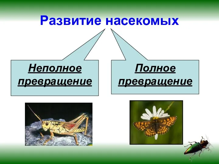 Развитие насекомых Неполное превращение Полное превращение