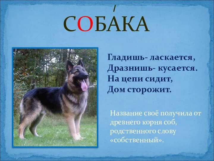 СОБАКА Название своё получила от древнего корня соб, родственного слову «собственный». Гладишь-