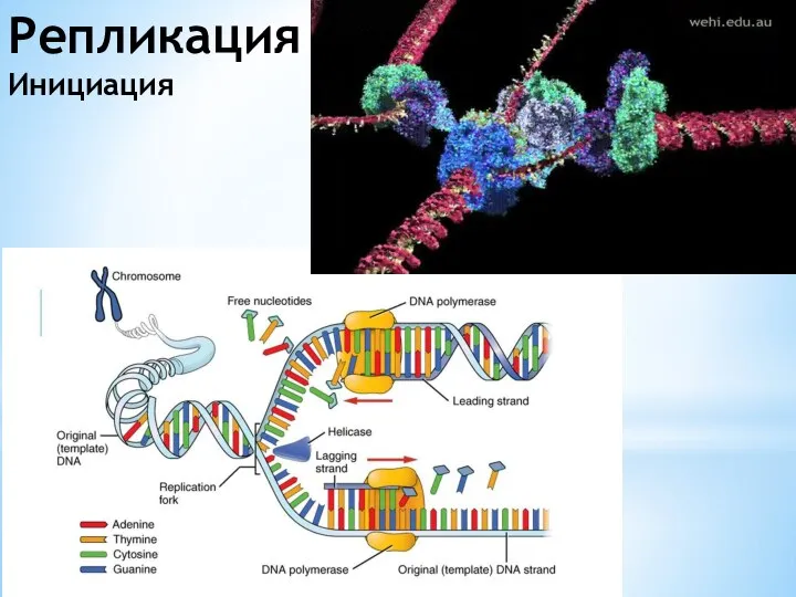 Репликация Инициация