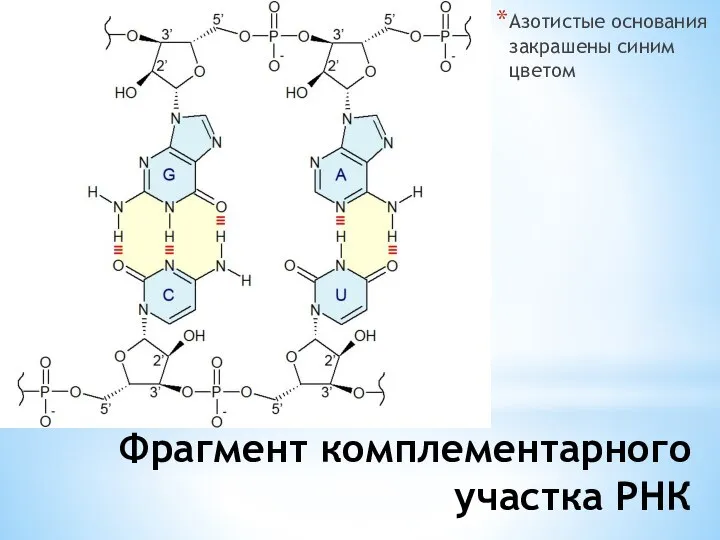 Азотистые основания закрашены синим цветом Фрагмент комплементарного участка РНК