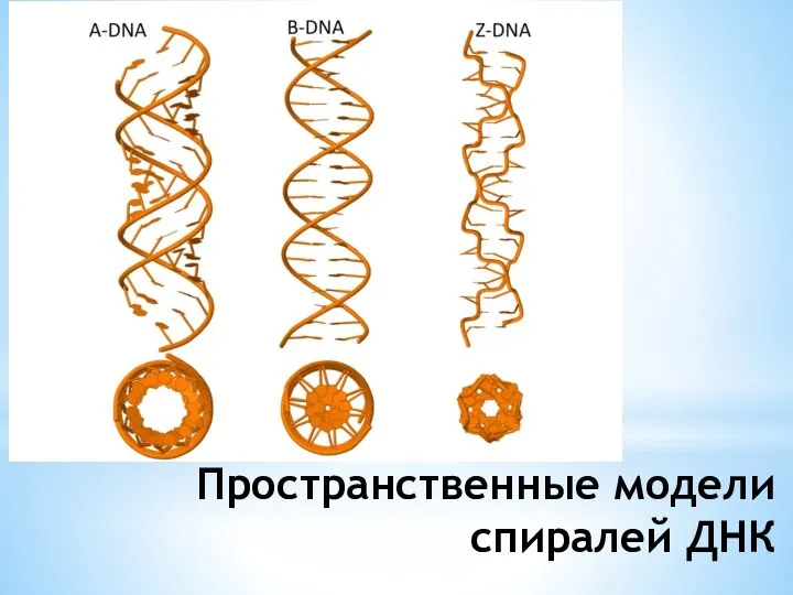 Пространственные модели спиралей ДНК