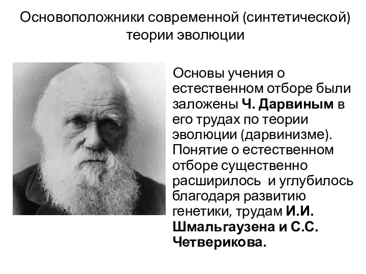 Основоположники современной (синтетической) теории эволюции Основы учения о естественном отборе были заложены