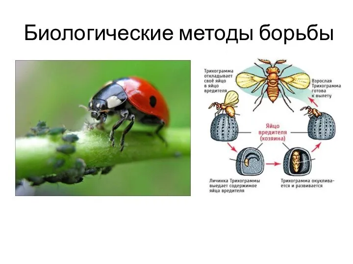 Биологические методы борьбы