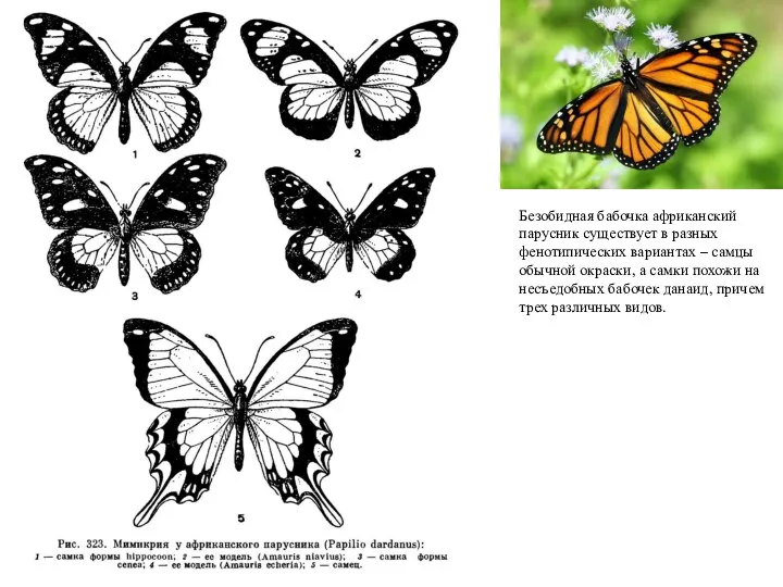 Безобидная бабочка африканский парусник существует в разных фенотипических вариантах – самцы обычной