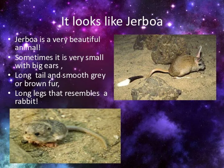 It looks like Jerboa Jerboa is a very beautiful animal! Sometimes it