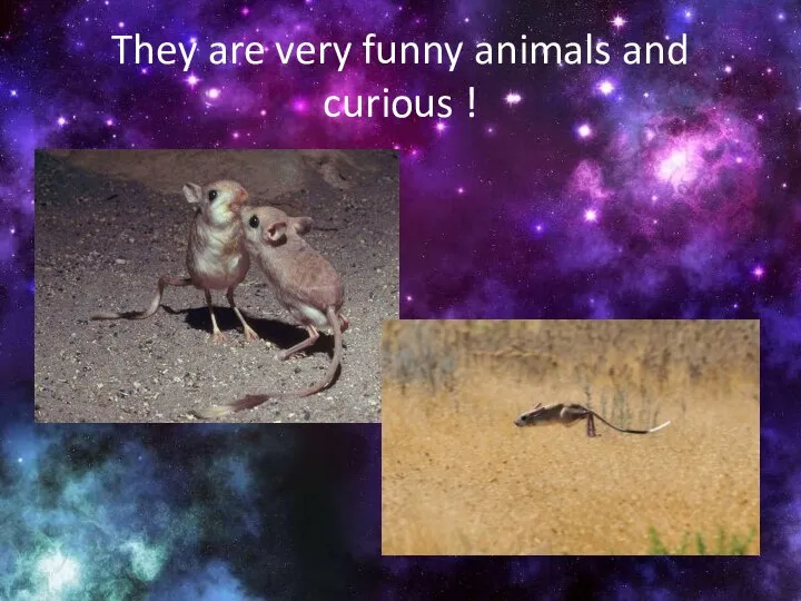 They are very funny animals and curious !