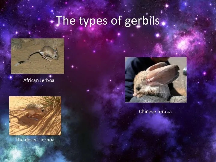The types of gerbils African Jerboa Chinese Jerboa The desert Jerboa