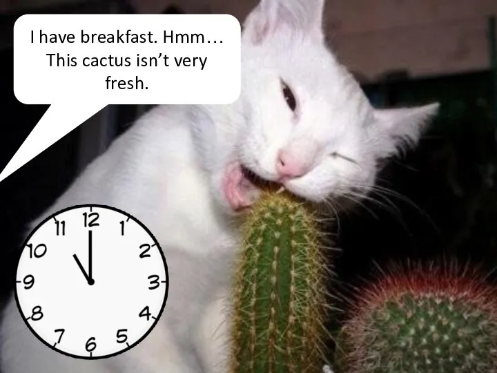 I have breakfast. Hmm… This cactus isn’t very fresh.