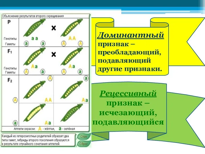 Рецессивный признак – исчезающий, подавляющийся Доминантный признак – преобладающий, подавляющий другие признаки.