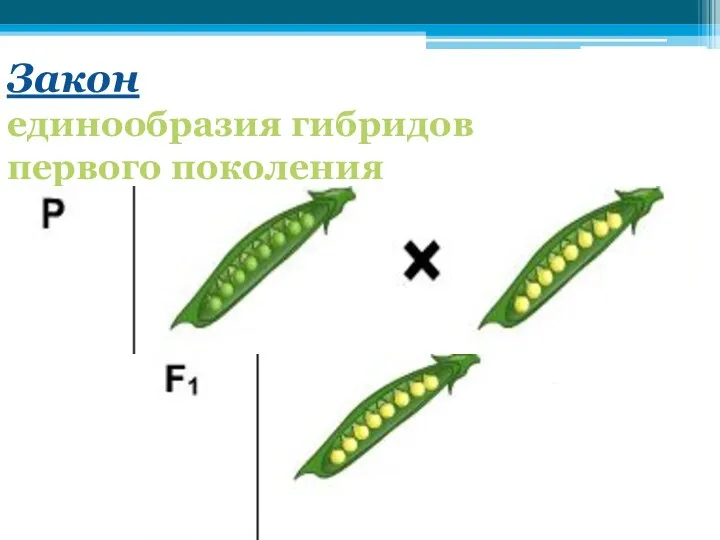 Закон единообразия гибридов первого поколения